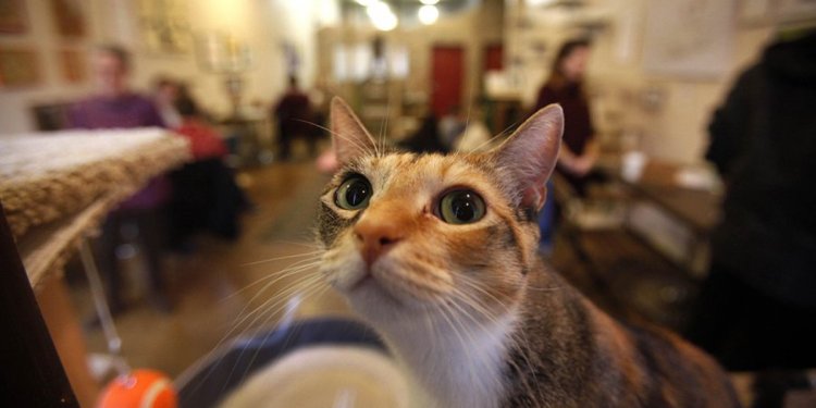 Cat cafe
